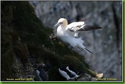 Bempton Cliffs - April