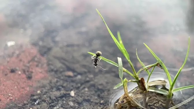 Foto semut hitam bergelantungan di rumput