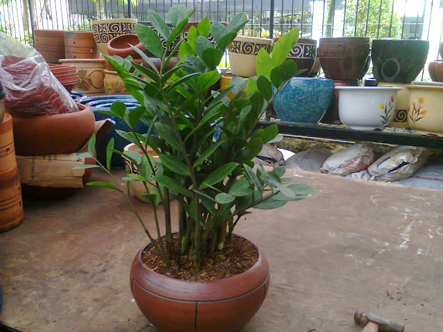 jamia culcas pot bulat