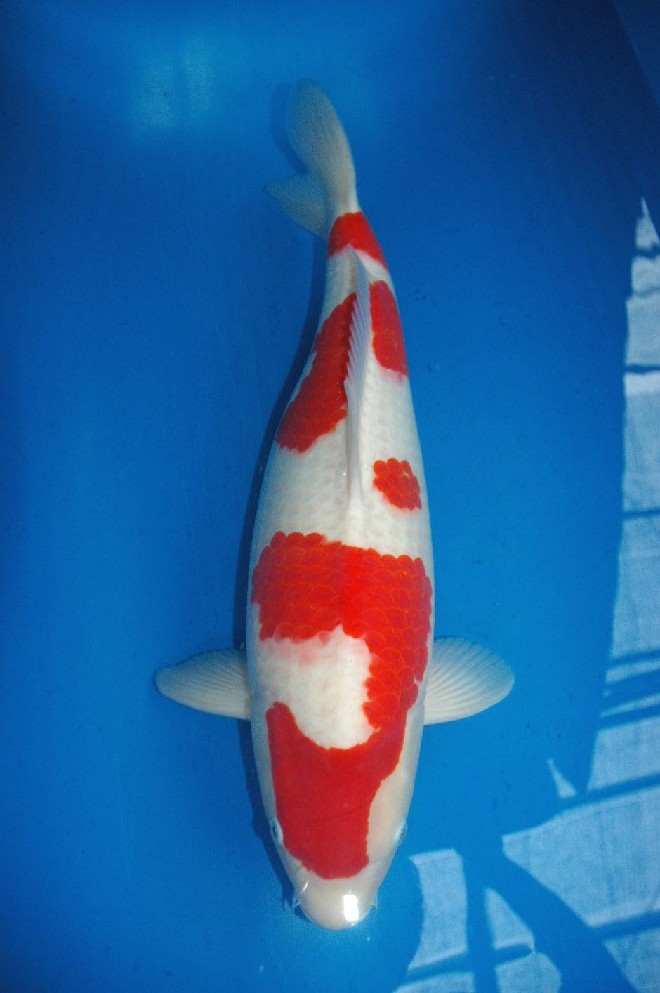 BEST KOI: HIGH GRADE KOI (from Oishi Koi Farm) FOR SALE