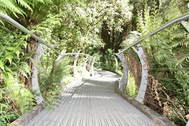 raised boardwalk in rainforest