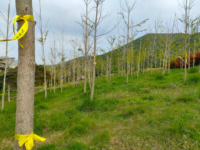 FoRest in Peace, il bosco dedicato alle vittime del Sewol