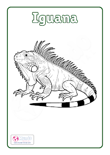 Vocal "I" - Iguana