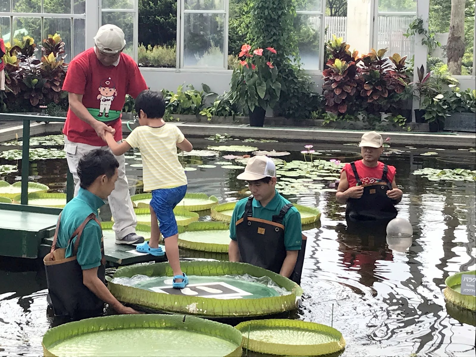 広島市植物公園ブログ オオオニバス試乗体験会を実施しました 8 12 18