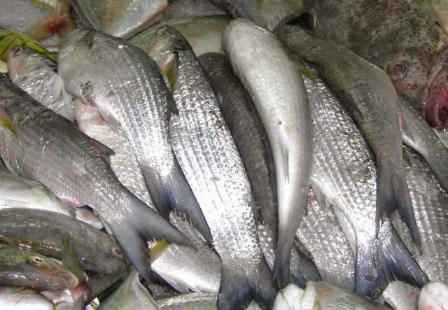 5 Umpan Ikan Belanak Racikan Jitu Terbukti Ampuh 2017