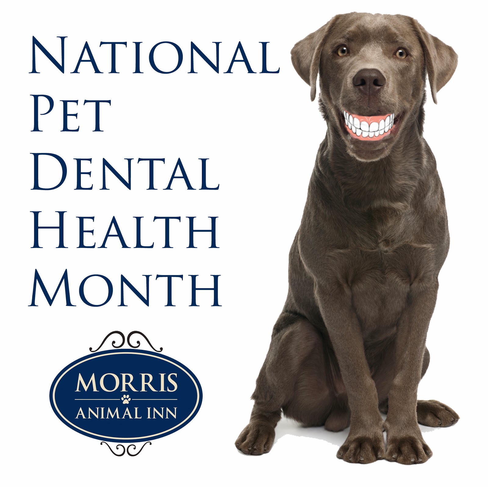If They Could Talk: National Pet Dental Health Month ...