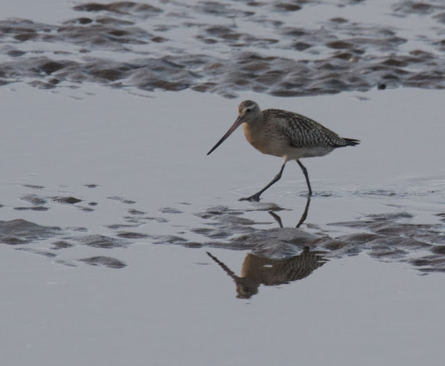 Aguja colipinta (Limosa lapponica)