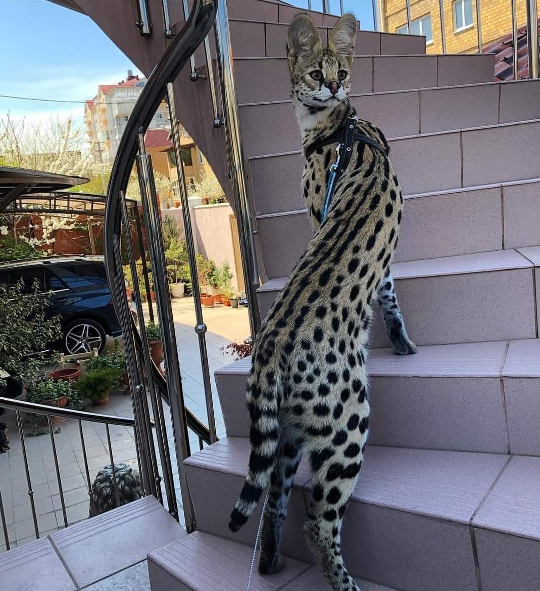 A pet serval cat