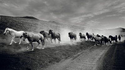 Fotos de Cavalos