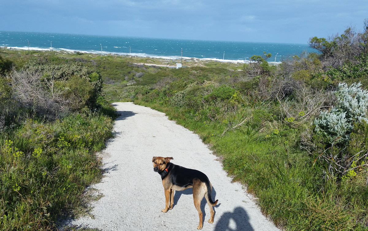Great Dog Parks & Walks around Perth | Australian Dog Lover