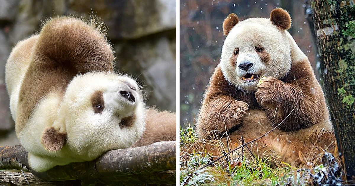 The World’s Only Brown Panda Who Was Abandoned As A Baby, Finally Finds Happiness