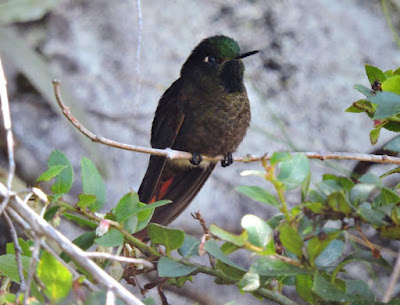 Perija metaltail