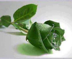 Pictures of green roses - Pictures of green roses - Download pictures of green roses - Download pictures of different colored roses - rose flower - NeotericIT.com