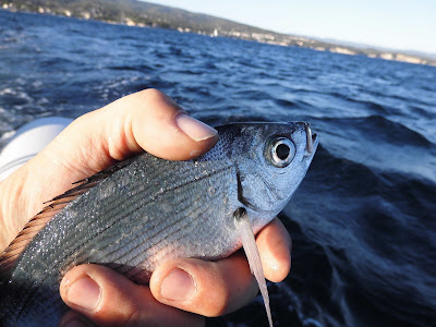 poisson peché à la traine dans le golf de la Ciotat