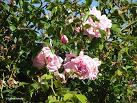 Heritage roses - Christchurch Botanic Gardens, New Zealand