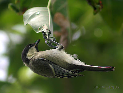 The Great Tit