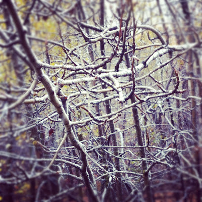 snow on trees