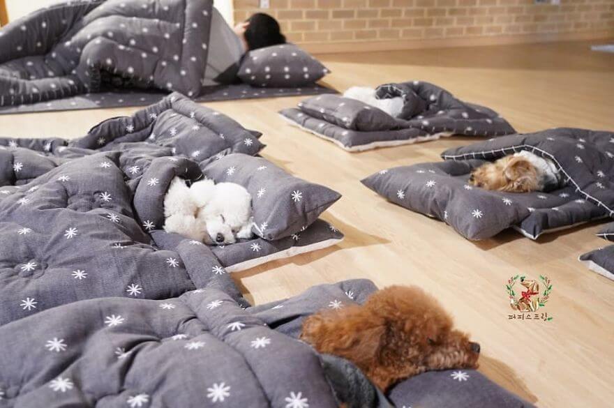 Adorable Pictures Puppies Are Napping In A Puppy Daycare Center