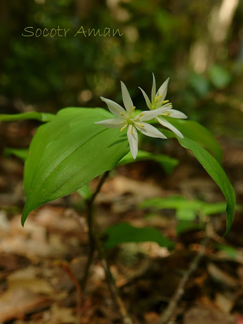 Disporum smilacinum