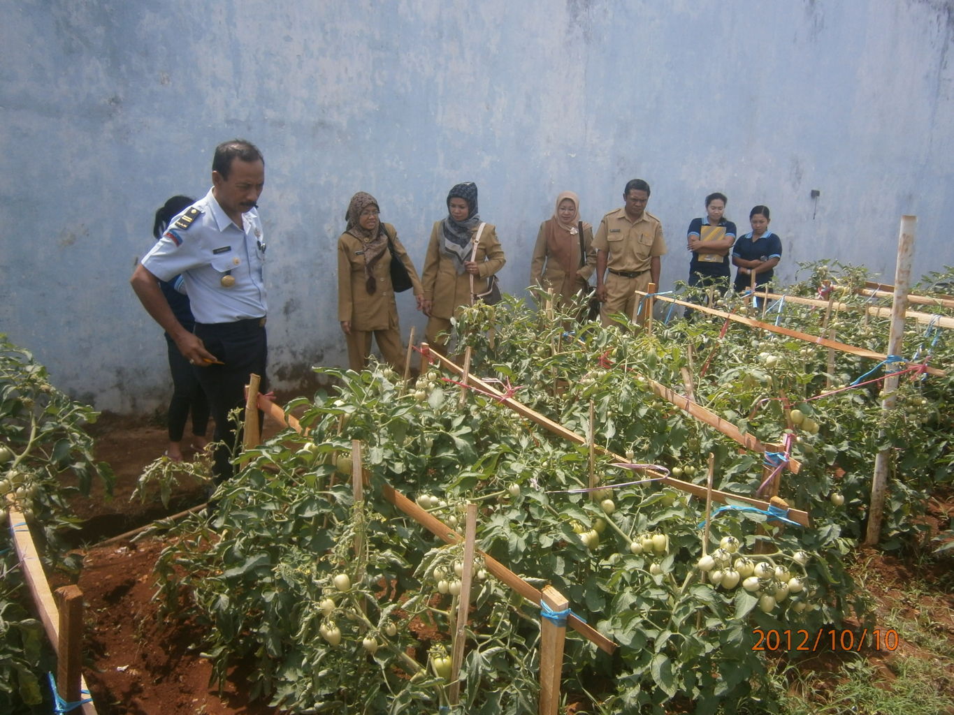  usaha dan penyuluh pertanian Peluang usaha Budidaya Sayuran di Rumah