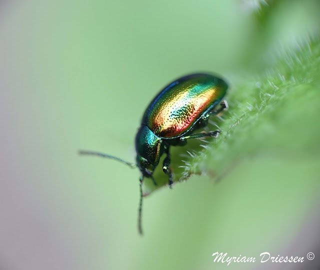 Chrysolina herbacea Montagne Noire Tarn