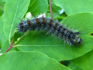 Chenille du Bombyx disparate - Lymantria dispar - La Spongieuse - Le Zigzag