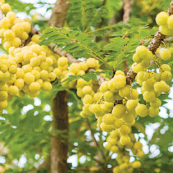 Pohon Belimbing Cerme Terlaris