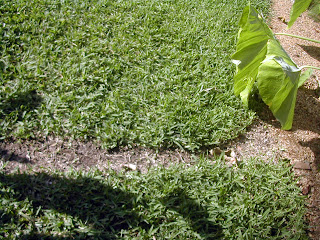 Leaf cutter ant path