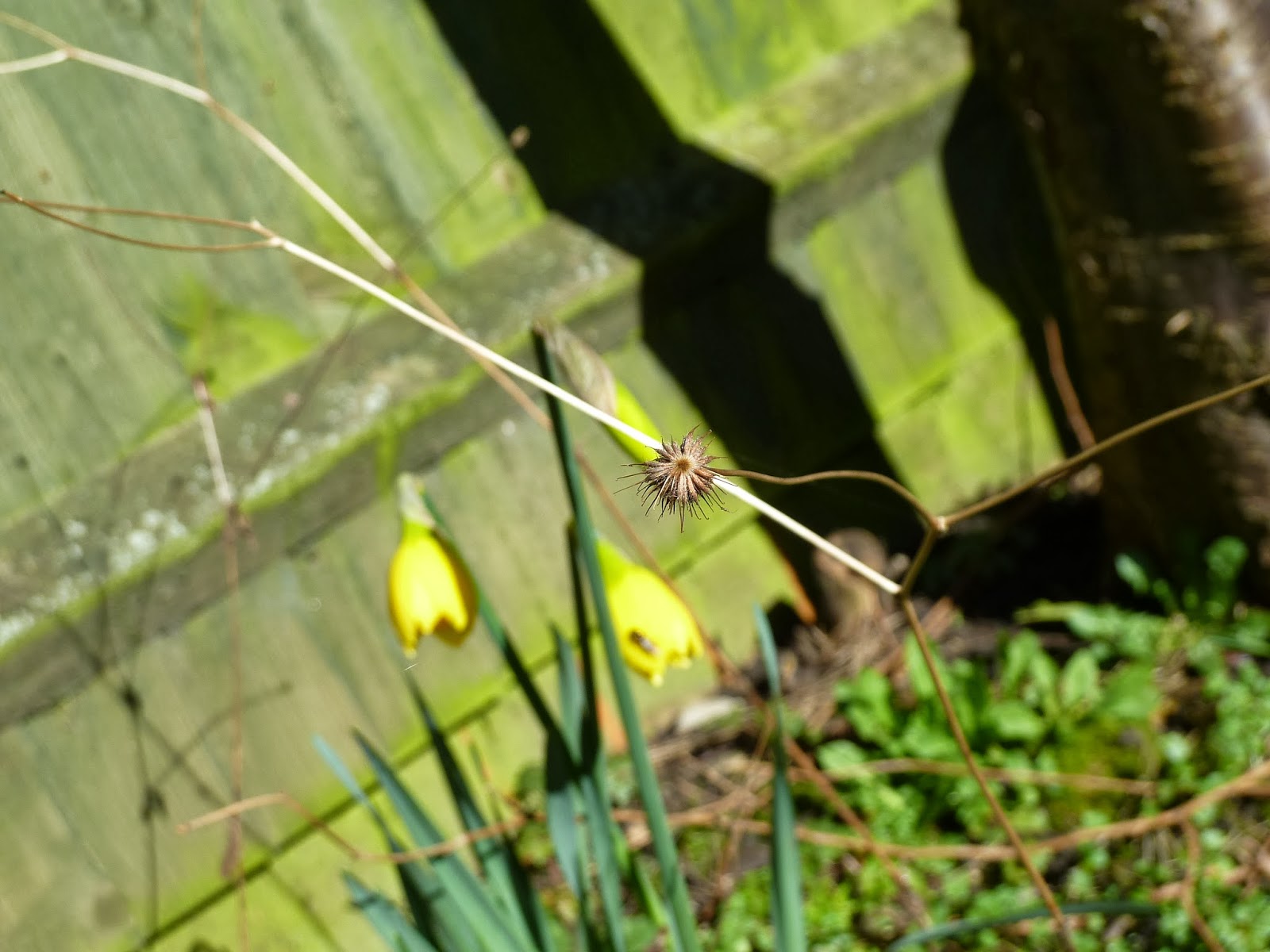 Seedhead and daffodil buds