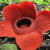 Rafflesia-Genus of plants