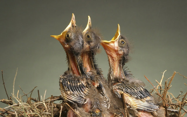 baby birds, birds photos, amazing birds