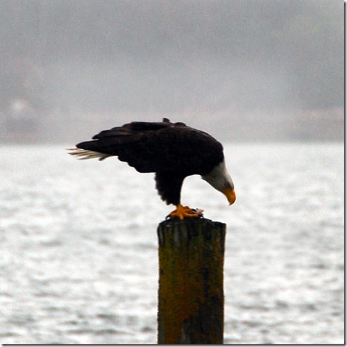 Eagle 5