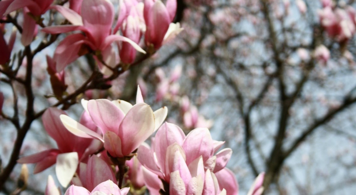 Life of Gregory D: Magnolia Tree