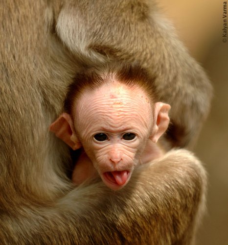 funny monkeys. Funny Monkey Face