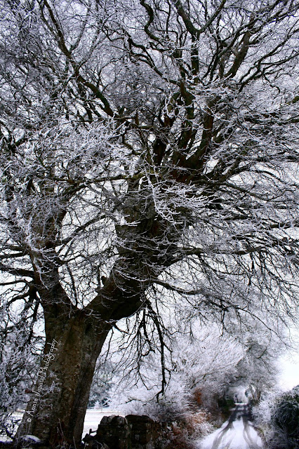 frosted tree and road, Oughterard