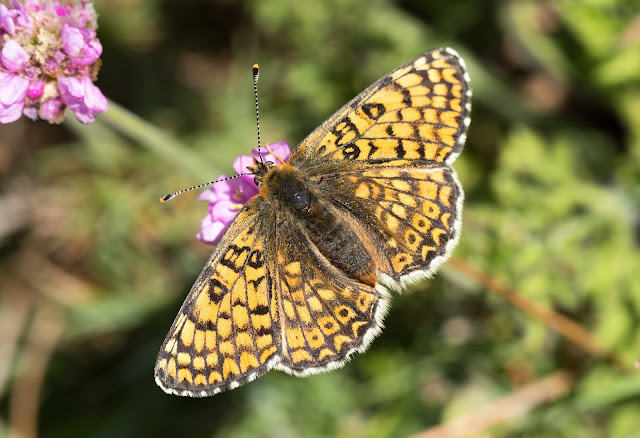 Glanville Fritillary - Isle of Wight