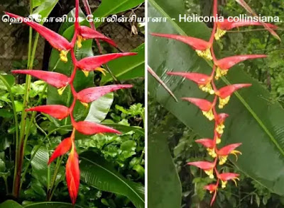 Heliconia collinsiana rlower twin
