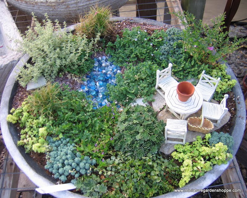 miniature garden ideas Miniature Fairy Garden Plants | 800 x 642