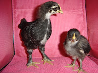 Two Black Copper Marans at 3.5 weeks
