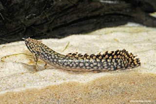 Ornate Bichir