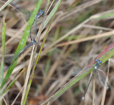 Spotted Spreadwing (Lestes congener)