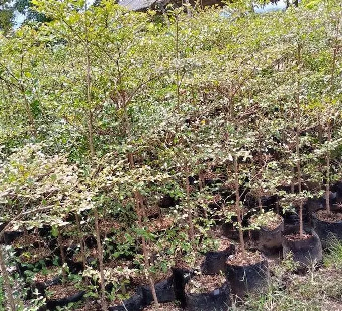 pohon ketapang kencana unggul Batam