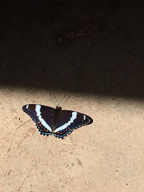 white admiral butterfly