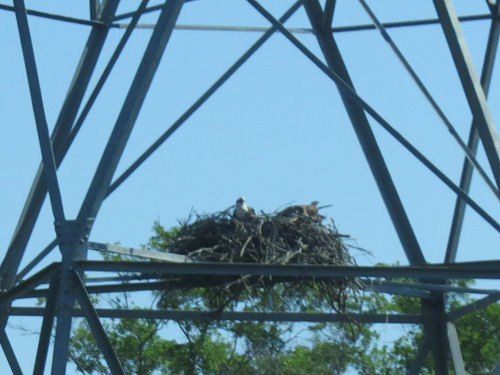 Wheeler National Wildlife Refuge osprey nest