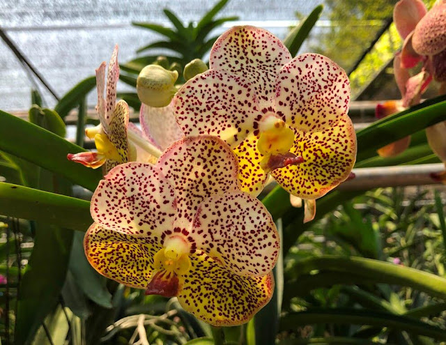 Orquídeas de Chiang Rim - Tailândia