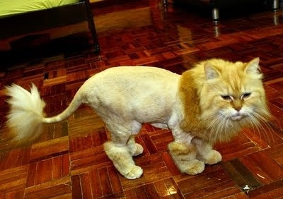 foto kucing mirip singa 09