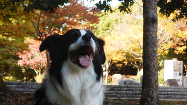 保護犬 ボーダーコリー トーマ