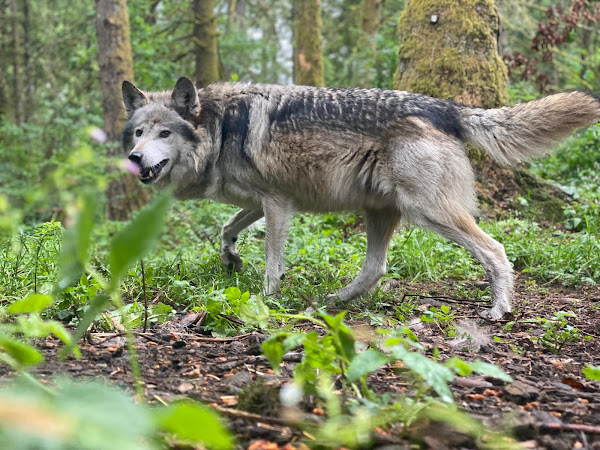 Φθιώτιδα : Οι λύκοι φτάνουν μέχρι τις πλατείες των χωριών