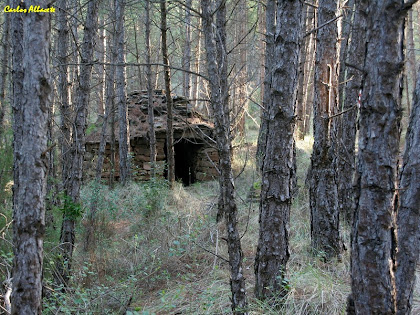 La barraca de vinya nº 3 enmig d'una pineda. Autor: Carlos Albacete