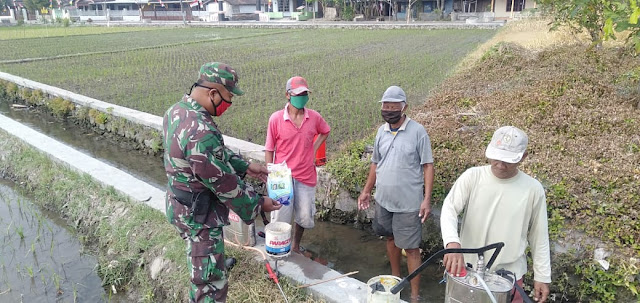 Babinsa Koramil Wonosari Bersama PPL Berantas Hama Wereng